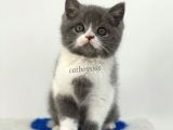 Bi Color British Shorthair Erkek Yavrumuz