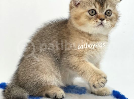 Black Golden Shaded Scottish Fold Yavrumuz görsel