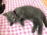 A Kalite Safkan Dişi British Shorthair Yavrularımız