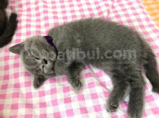 A Kalite Safkan Dişi British Shorthair Yavrularımız görsel