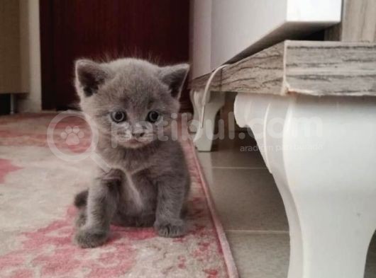 A Kalite Safkan Dişi British Shorthair Yavrularımız görsel