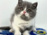 Sevimli Bi Color British Shorthair Erkek Yavrumuz