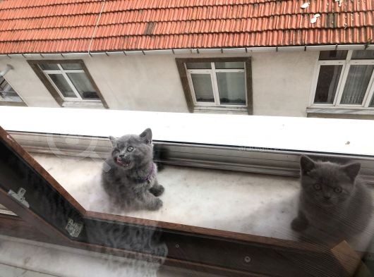 A Kalite Safkan Dişi British Shorthair Yavrularımız görsel