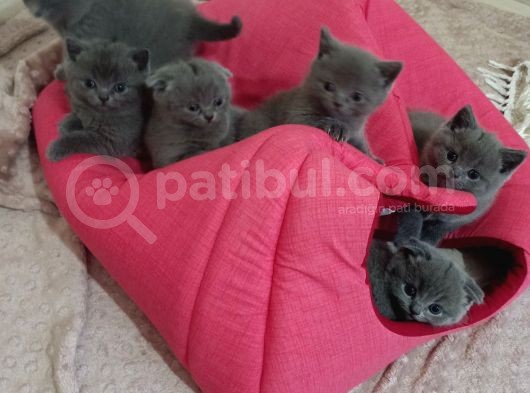 Anne Altından Scottish Fold Ve British Shorthair Yavrular