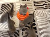 Anne Altından Scottish Fold Ve British Shorthair Yavrular