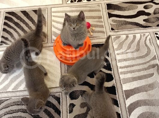 Anne Altından Scottish Fold Ve British Shorthair Yavrular görsel