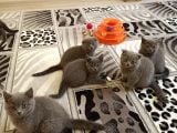 Anne Altından Scottish Fold Ve British Shorthair Yavrular