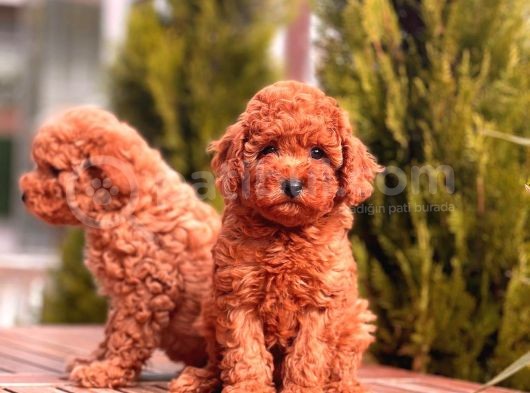 Toy Poodle Yavrular (Red, Red Brown, Apricot, Silver, Siyah)