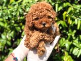 Toy Poodle Yavrular (Red, Red Brown, Apricot, Silver, Siyah)