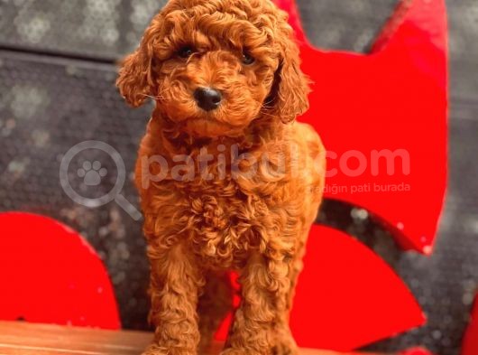 Toy Poodle Yavrular (Red, Red Brown, Apricot, Silver, Siyah) görsel