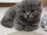 2 Aylik Scottish Fold Erkek Kardeşler