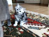 Silver Whiskas Ve Bluepoint