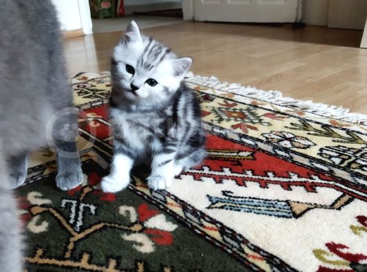 Silver Whiskas Ve Bluepoint görsel