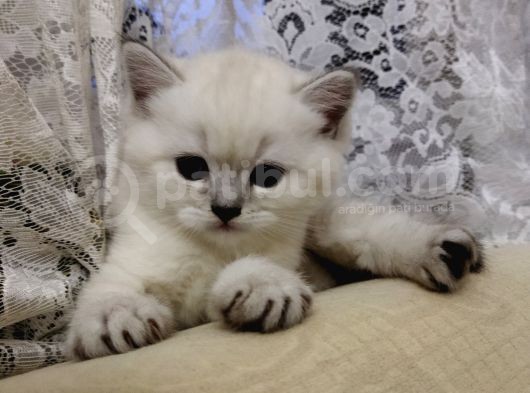 Silver Whiskas Ve Bluepoint görsel