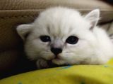 Silver Whiskas Ve Bluepoint