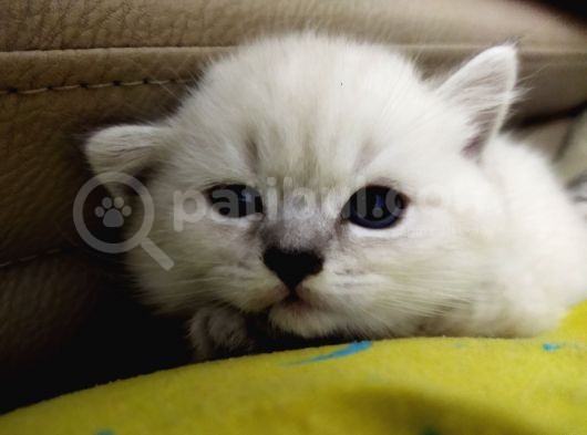 Silver Whiskas Ve Bluepoint görsel