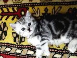 Silver Whiskas Ve Bluepoint