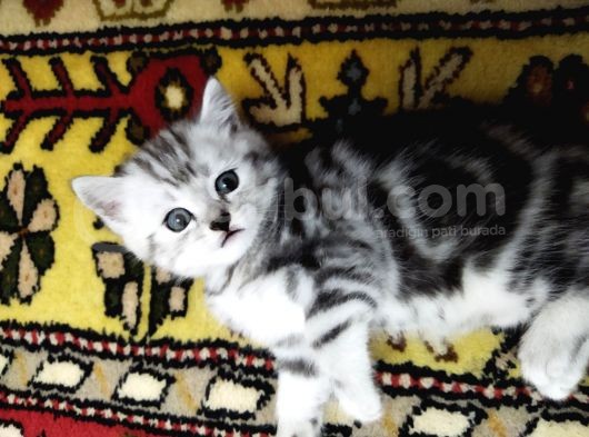 Silver Whiskas Ve Bluepoint görsel