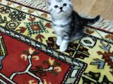 Silver Whiskas Ve Bluepoint