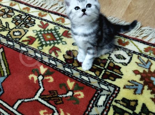 Silver Whiskas Ve Bluepoint görsel