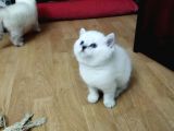 Silver Whiskas Ve Bluepoint