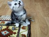 Silver Whiskas Ve Bluepoint
