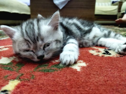 Silver Whiskas Ve Bluepoint görsel