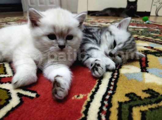 Silver Whiskas Ve Bluepoint görsel