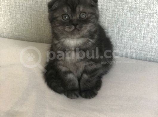 55 Günlük Yavrular