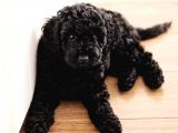 Minyatür Siyah Toy Poodle