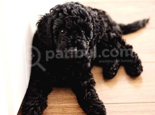 Minyatür Siyah Toy Poodle