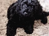 Minyatür Siyah Toy Poodle
