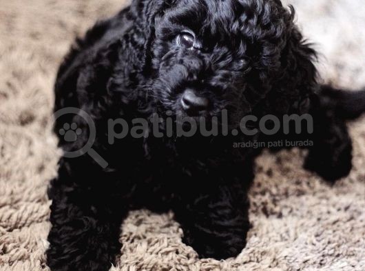Minyatür Siyah Toy Poodle görsel