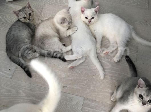 3 Aylık British Shorthair Yavrular Yuvalarına Gitmeye Hazır
