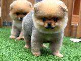 Teddy Bear Pomeranian Boo Yavrularımız