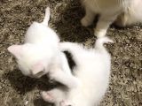 3 Aylık British Shorthair Yavrular Yuvalarına Gitmeye Hazır