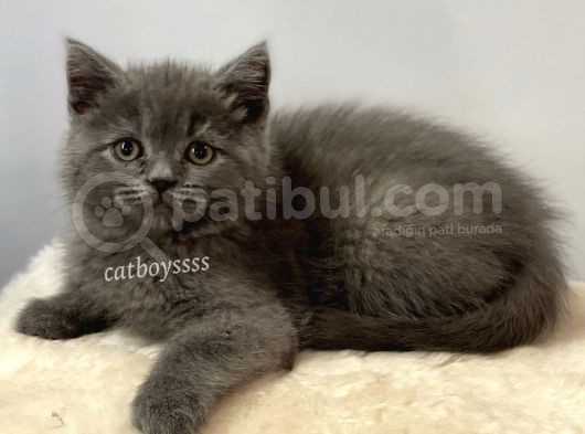 British Shorthair Blue Dişi Ve Erkek Yavrular