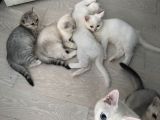 3 Aylık British Shorthair Yavrular Yuvalarına Gitmeye Hazır