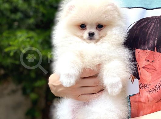 Tatlı Pomeranian görsel
