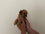 Mini Teacup Toy Poodle Yavrularımız