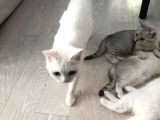 3 Aylık British Shorthair Yavrular Yuvalarına Gitmeye Hazır