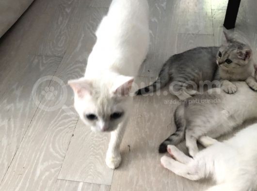 3 Aylık British Shorthair Yavrular Yuvalarına Gitmeye Hazır görsel