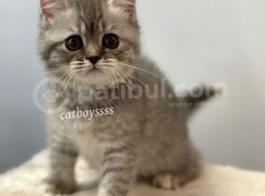 Blue Tabby British Shorthair Dişi Yavrumuz