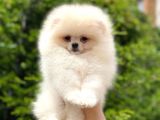 Tatlı Pomeranian