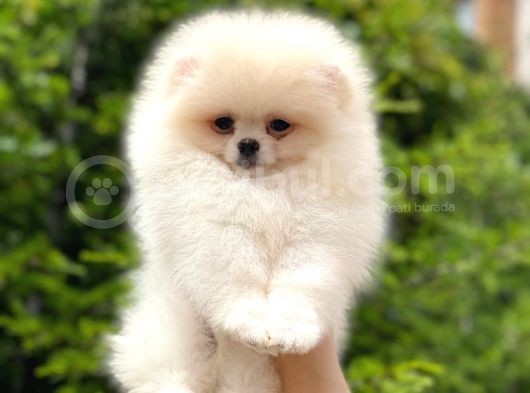 Tatlı Pomeranian görsel