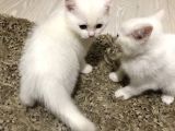 3 Aylık British Shorthair Yavrular Yuvalarına Gitmeye Hazır