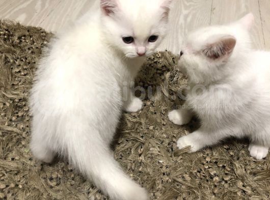 3 Aylık British Shorthair Yavrular Yuvalarına Gitmeye Hazır görsel