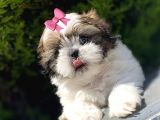 Irkının En İyisi Safkan Shih Tzu Yavrularımız