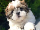 Irkının En İyisi Safkan Shih Tzu Yavrularımız