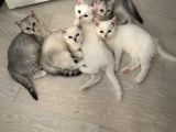 3 Aylık British Shorthair Yavrular Yuvalarına Gitmeye Hazır
